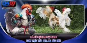 đá gà cựa dao