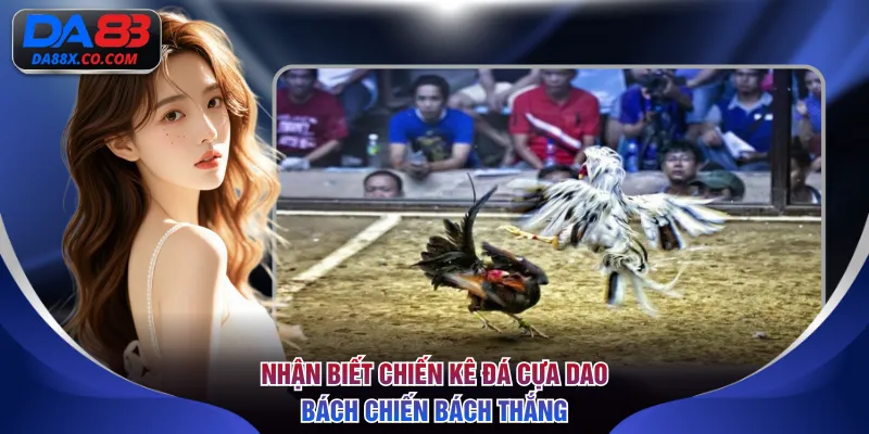 Nhận biết chiến kê thiện chiến đá cựa dao bách chiến bách thắng